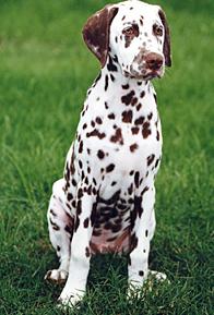 DALMATIAN